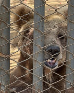 Uzma Hassan Instagram - For 24 years, she has been imprisoned. Like many animals, she’s a prisoner without a crime. She’s in agony, suffering from a painful tooth infection. Four Paws intl offered medical treatment during their visit to Pakistan, but the authorities incharge didn’t respond.

After public pressure, KMC did form a committee to move her to the Balkasar sanctuary. That was months ago. She’s still there. The committee has not held a meeting since the decision was taken.

I urge you to request KMC and the honourable mayor @barristermurtazawahab to not delay this any further! It’s getting hotter. She’s lived her whole life in pain. Please send her to Balkasar now. 

#justiceforrano #endbearimprisonment
