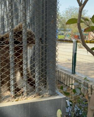 Uzma Hassan Instagram - For 24 years, she has been imprisoned. Like many animals, she’s a prisoner without a crime. She’s in agony, suffering from a painful tooth infection. Four Paws intl offered medical treatment during their visit to Pakistan, but the authorities incharge didn’t respond.

After public pressure, KMC did form a committee to move her to the Balkasar sanctuary. That was months ago. She’s still there. The committee has not held a meeting since the decision was taken.

I urge you to request KMC and the honourable mayor @barristermurtazawahab to not delay this any further! It’s getting hotter. She’s lived her whole life in pain. Please send her to Balkasar now. 

#justiceforrano #endbearimprisonment