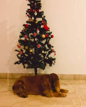 Vaishnavi Prakash Instagram - Merry Christmas 🎄❤️🎅