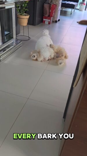 Vivian Lai Instagram - This is call "Sisters Love" ❤️❤️🤣🤣
#lucky  #lola
#wefighteveryday
#ourlove
#lagattoromagnolo 
#labradoodle
@veravivian