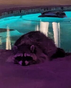 Wendi McLendon-Covey Instagram - This guy has been showing up at night and sleeping next to the sliding glass door. He and Butters have staring contests that last for several minutes until Butters tries to jump through the glass. We've named him Ray Purchase (if you know, you know.) Tonight, Mr. Purchase washed his face in the pool and is now resting comfortably on the concrete.