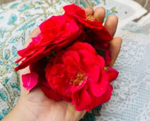 rj shree Instagram - 🌹♥️🧿

#rjshree #instagram #instagood #instadaily #temple #post #fam