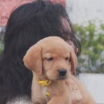 rj shree