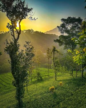 Aarya Maya Instagram - Wayanad - part 1 🌱🤍

Stay : @vythiristreamview 
Dress : @deebaco_official 

#wayanad #keralatrip #kerala #malayalis