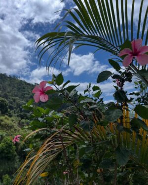 Afua Hirsch Instagram - Jamaica 🇯🇲🖤🇯🇲

Finally got to visit Professor Sonjah Naiah @culturedoctor at the Center for Reparations Research in person for the first time 

Rested in the mountains and visited Uncle Wray :) The abundance of clear springs and white rum… Communed with many ancestors. Blessings upon blessings 

Thank you for having me 🙇🏽‍♀️🇯🇲🙌🏽
#jamaica 
#reparations
#diaspora 
@uwimona