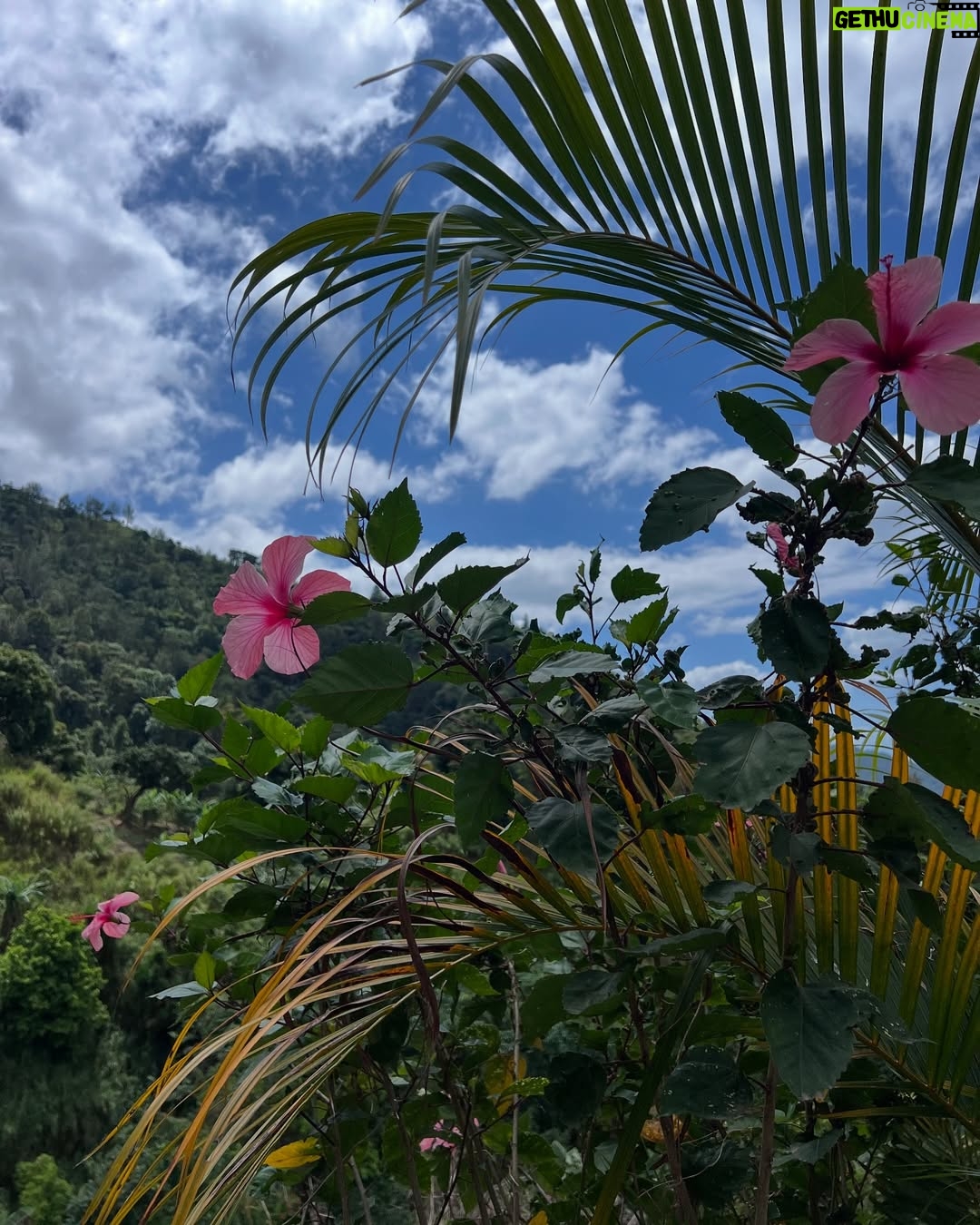 Afua Hirsch - 2K Likes - Jamaica 🇯🇲🖤🇯🇲
Finally got to visit Professor Sonjah Naiah @culturedoctor at the Center for Reparations Research in person for the first time
Rested in the mountains and visited Uncle Wray :) The abundance of clear springs and white rum… Communed with many ancestors. Blessings upon blessings
Thank you for having me 🙇🏽♀️🇯🇲🙌🏽
#jamaica
#reparations
#diaspora
@uwimona