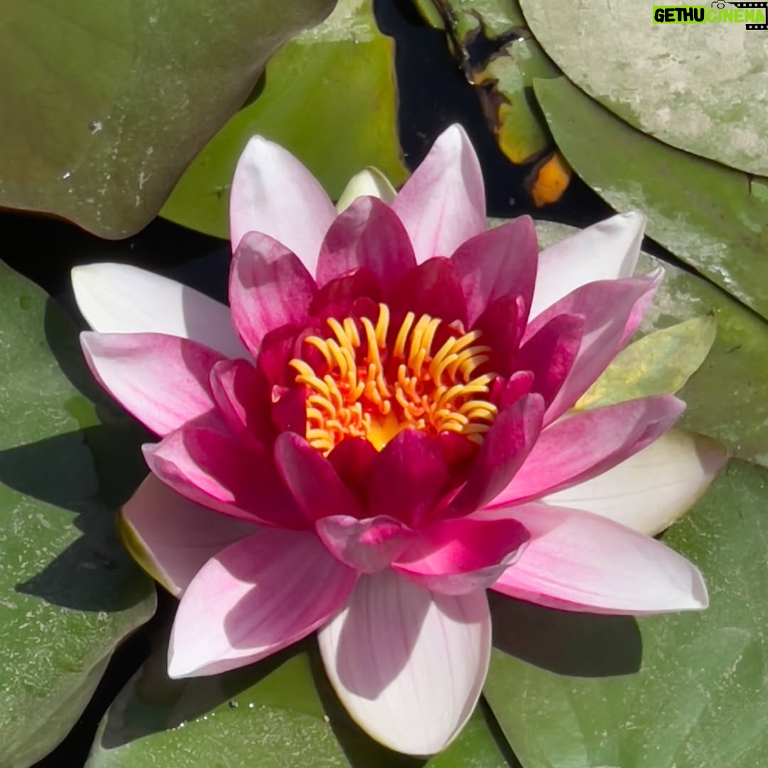 Ana Nemati - 3 Likes - #gallaryofnature #lovefrquently #higherfrequency #highervibrations #naturelovers #natureinjection #432hz #annanematipic #annanemati #annalema #annahitanemati
از مسیر لذت بردن 🌀