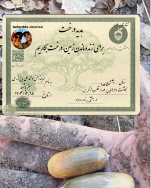 Anahita Hemmati Instagram - .
هدیه سالانه ما به زاگرس
پنجاه درخت بلوط ادای مهر همسرم بمن
با تشکر فراوان از گودرز عزیزی، مهربان که رسالتی بزرگ را بدوش میکشد، برایش بهترین ها را آرزو میکنم. نگهداری درختان کاریست به مراتب سخت و طاقت فرسا، خوشبختانه در منطقه بهشت دالاهوی زاگرس، بخش های بسیاری حصار کشی شده و چرای دام ممنوع شده، در نتیجه جای درختانمون بواسطه لطف و مهر خانواده عزیزی امن هست.
#علی_باغزری #آناهیتا_همتی #گودرز_عزیزی 
@alibaghzari @beheshte.dalahoo 
#آناهیتاهمتی #مهریه۱۴۰۳ #ادای_مهر_در_ازدواج