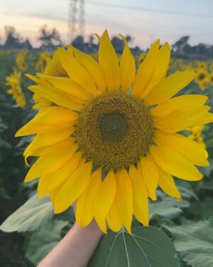 Bhavana Appu Instagram - Goodmorning fam 🌻