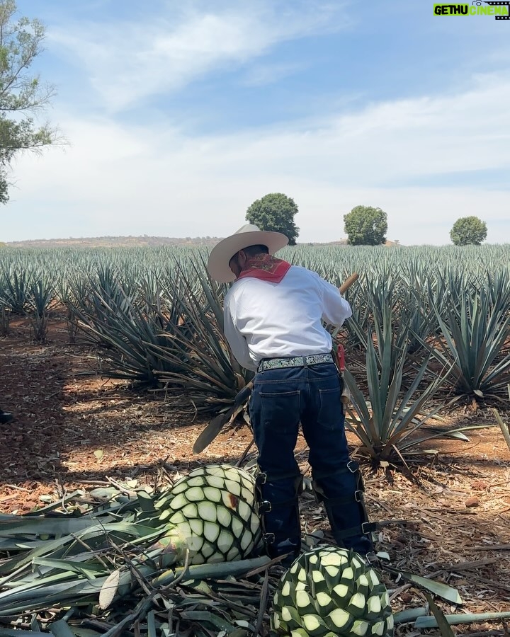 Cassie Yeung - 32.3K Likes - Proud @patron mommy! Sheās additive free and hand-crafted with care š #patrontequila #patronpartner