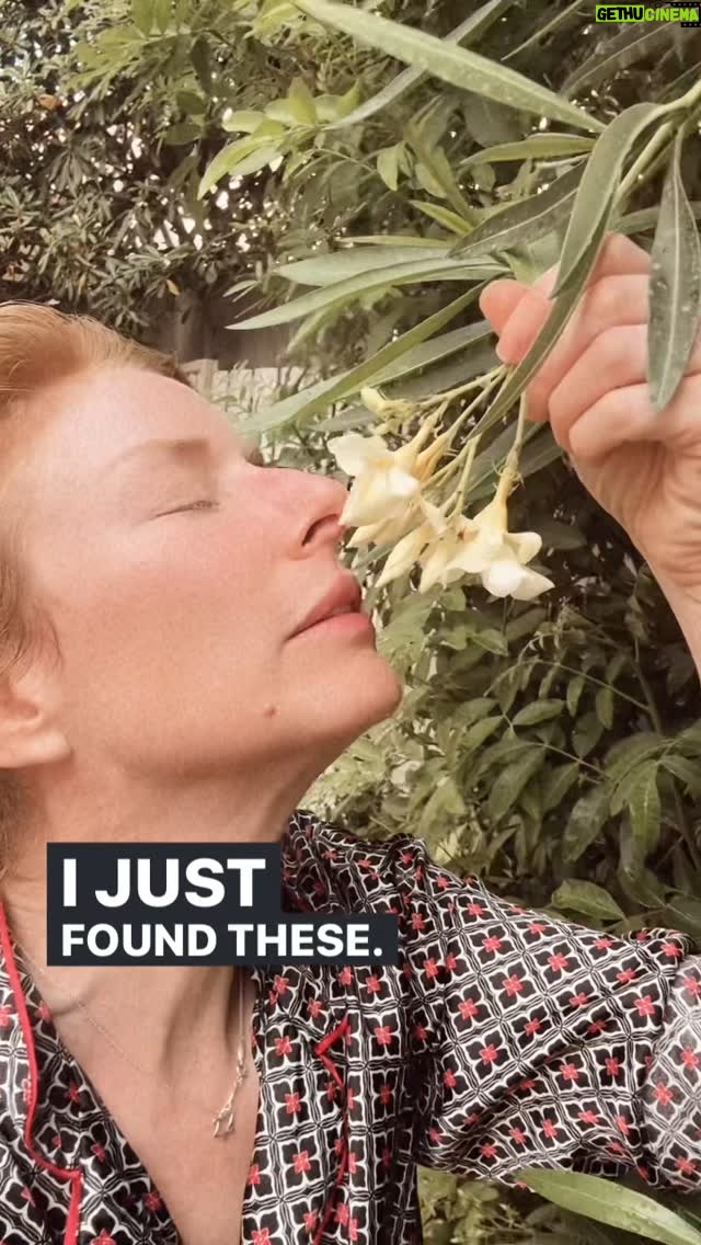 Diane Neal - 829 Likes - 🇮🇱💙Just another aliyah day trying to start life anew in Israel. Not easy, but worth it! 💙🇮🇱 #israel #amisraelchai #gratitude #aliyah #tinyteiko #flora #fauna #pollen #inmynose #pajamas #flowers #streetcat #cat #catsofinstagram #touchgrass