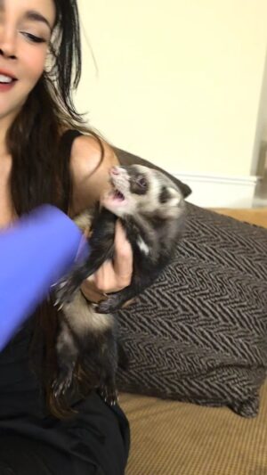 Dorismar Instagram - #dorismar #huron #amor #ferret #dorisfans #❤❤