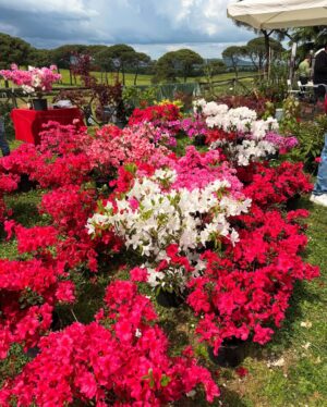 Elena Santarelli Instagram - Il meglio del florovivaismo italiano, collezioni botaniche insolite e rare, arredi da giardino, artigianato e oggettistica vintage e di creatività sostenibile. A completare l’esperienza, laboratori, installazioni, esperienze culturali e ludiche, degustazioni, presentazioni di libri, incontri con ricercatori e artisti di fama internazionale per approfondire le più importanti tematiche legate alla natura e all’ambiente.

Per me e’ la prima volta ..ci tornerò ogni anno 🙂

@floracult @icasalidelpino 

#noadv

#hocompratoibiglietti