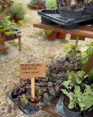 Elena Santarelli Instagram - Il meglio del florovivaismo italiano, collezioni botaniche insolite e rare, arredi da giardino, artigianato e oggettistica vintage e di creatività sostenibile. A completare l’esperienza, laboratori, installazioni, esperienze culturali e ludiche, degustazioni, presentazioni di libri, incontri con ricercatori e artisti di fama internazionale per approfondire le più importanti tematiche legate alla natura e all’ambiente.

Per me e’ la prima volta ..ci tornerò ogni anno 🙂

@floracult @icasalidelpino 

#noadv

#hocompratoibiglietti