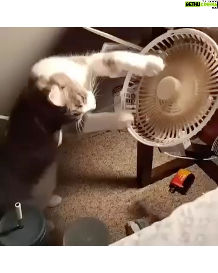 Grazi Massafera - 18.9K Likes - Sobre gatos e descobertas, festas e bexigas, e mĆ£es e coragem š„°š
#InspiraçãoDoDia
@selopoeta
@soueunavida
@zueragoiania
@babi__amaral
@octavioguedes @globonews leonardomonteiro @juliaduailibi
@professor.sidnei @afrotvbr
@igmusiics @manoelgomesbr
@ultradancetour @pauladances
@paollaoliveirareal @rodaviva_tvcultura
@frasesdedomheldercamara