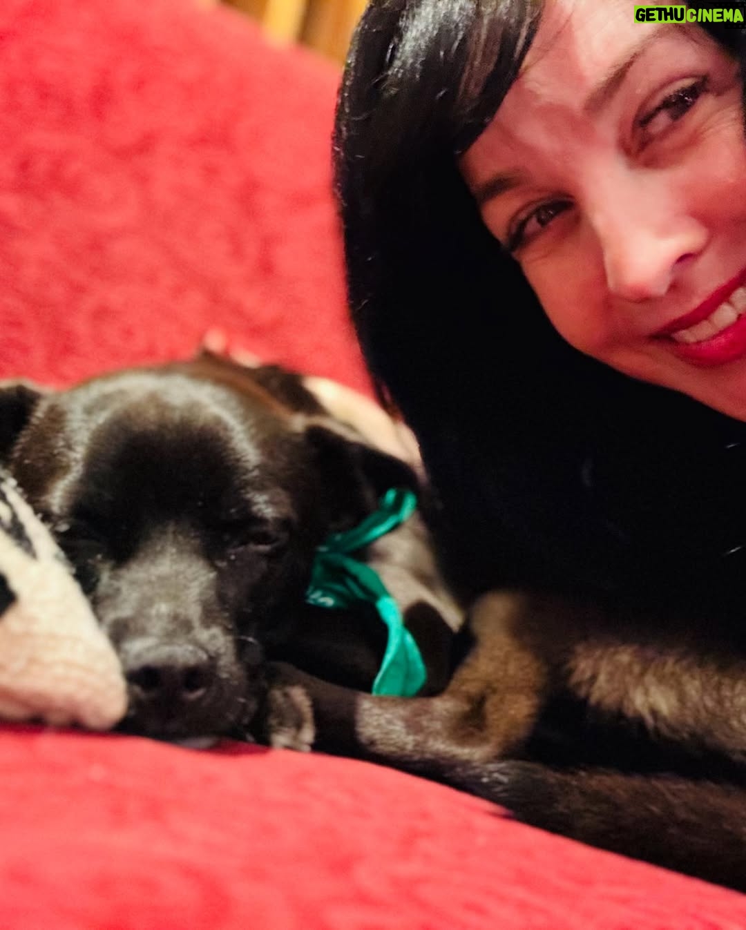 Grey DeLisle - 0.9K Likes - Murry and I recorded a new Christmas single (“A Christmas Memory”) in #Portland with Tucker Martine! #christmasinmay #studiodog #AChristmasMemory @floramartine @murryhammondmusic