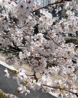 Jang Shin-young Instagram - 🌸❣️