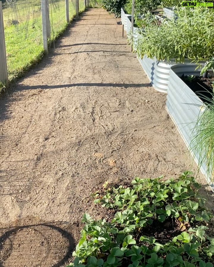Johanna Griggs - 1.1K Likes - Solid weekend playing catch up in the veggie patch, and pulling up lots of weeds. Can’t believe I was still taking eggplants, capsicum, and tomatoes out in abundance. Have revitalised and planted out the remaining beds for Winter crops. It’s finally starting to get cold at night which I’m loving. Still have the back patch and surrounds to get under control but baby steps…x #hugginshill #veggiepatch #growyourown #preserving #wormticklersnursery #wormticklersseedlings #bunnings