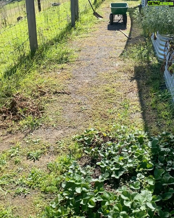 Johanna Griggs - 1.1K Likes - Solid weekend playing catch up in the veggie patch, and pulling up lots of weeds. Can’t believe I was still taking eggplants, capsicum, and tomatoes out in abundance. Have revitalised and planted out the remaining beds for Winter crops. It’s finally starting to get cold at night which I’m loving. Still have the back patch and surrounds to get under control but baby steps…x #hugginshill #veggiepatch #growyourown #preserving #wormticklersnursery #wormticklersseedlings #bunnings