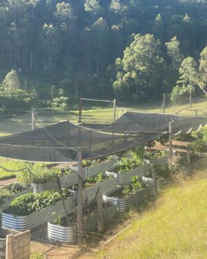 Johanna Griggs Instagram - Solid weekend playing catch up in the veggie patch, and pulling up lots of weeds. Can’t believe I was still taking eggplants, capsicum, and tomatoes out in abundance. Have revitalised and planted out the remaining beds for Winter crops. It’s finally starting to get cold at night which I’m loving. Still have the back patch and surrounds to get under control but baby steps…x #hugginshill #veggiepatch #growyourown #preserving #wormticklersnursery #wormticklersseedlings #bunnings