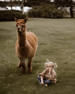 Klaudia Halejcio Instagram - 🦙 Te cudowne alpaki mają w sobie coś magicznego — wystarczy chwila w ich towarzystwie, by poczuć spokój, ciepło i uśmiech 🥰✨

@iwona.stomska.fotografia 📸