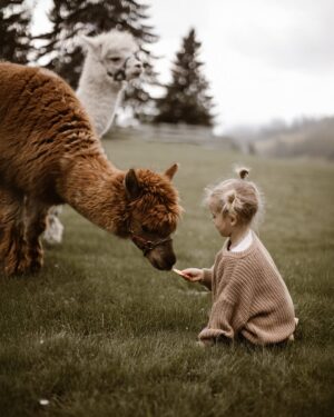 Klaudia Halejcio Instagram - 🦙 Te cudowne alpaki mają w sobie coś magicznego — wystarczy chwila w ich towarzystwie, by poczuć spokój, ciepło i uśmiech 🥰✨

@iwona.stomska.fotografia 📸