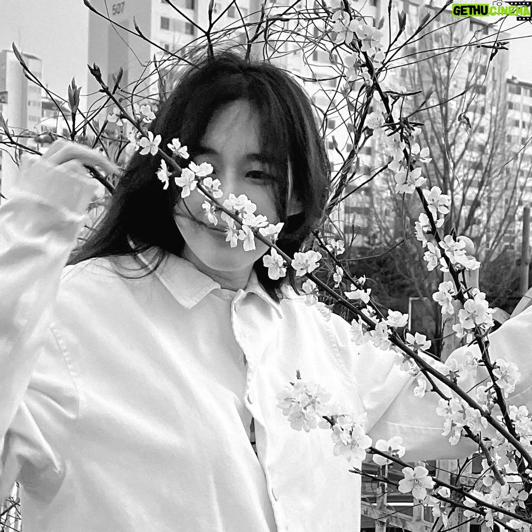 Lee Ha-na - 6.1K Likes - 동지들에게 너무 고마워서~~ 늦었지만
조금 지난 벚꽃사진...🤍
동지들 항상 고마워요☺️