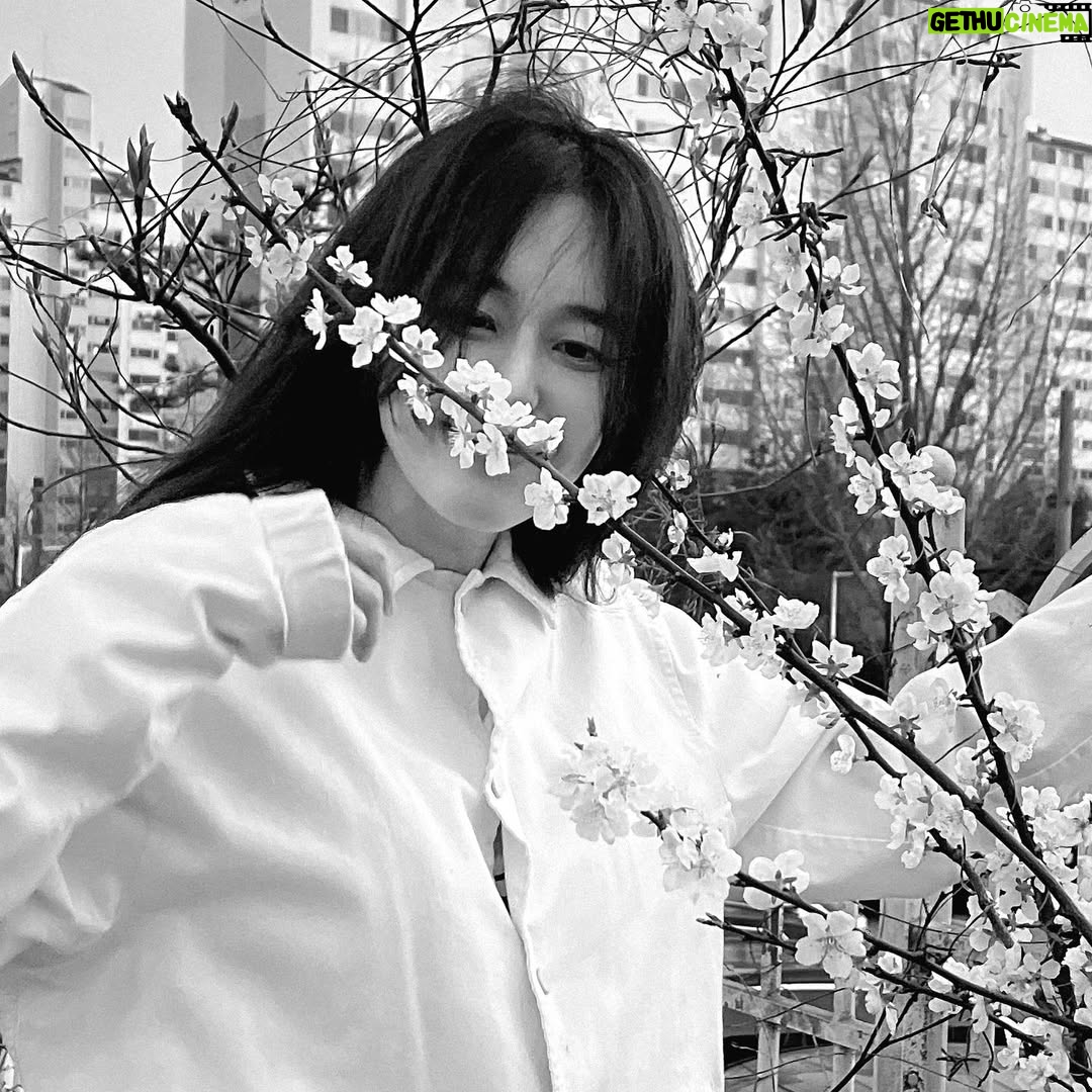 Lee Ha-na - 6.1K Likes - 동지들에게 너무 고마워서~~ 늦었지만
조금 지난 벚꽃사진...🤍
동지들 항상 고마워요☺️