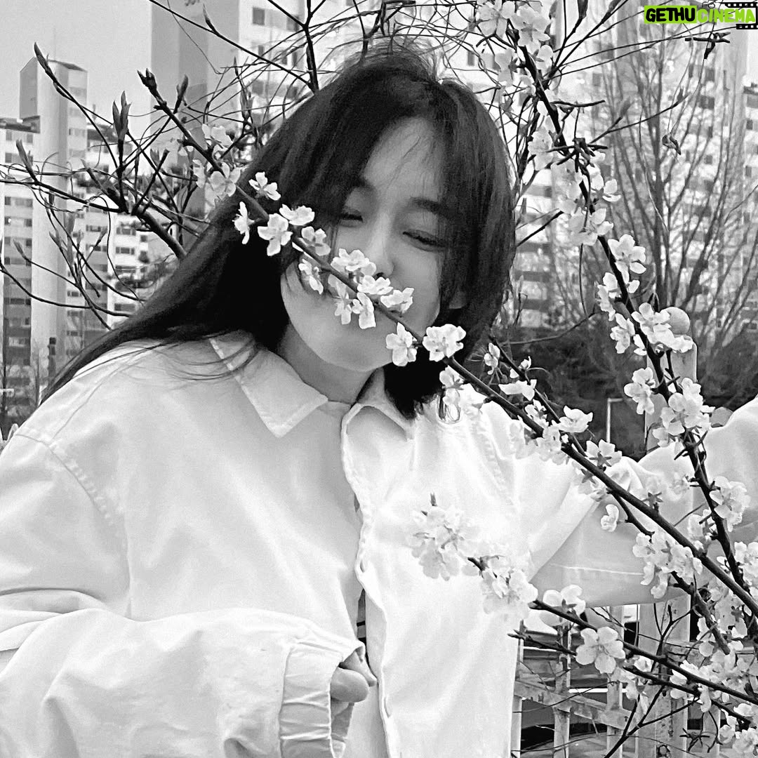 Lee Ha-na - 6.1K Likes - 동지들에게 너무 고마워서~~ 늦었지만
조금 지난 벚꽃사진...🤍
동지들 항상 고마워요☺️