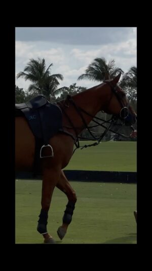 Lola Ponce Instagram - 🐎 Polo Experience… 
Que maravilla! 💫🐎
With the Amazing…
@adolfocambiaso1 @mariavqz1 @aarondiaz @ladolfinapoloteam 💫