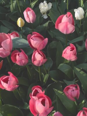 Malin Persson Instagram - Must be best time?
The tulips are dancing, the pup is prancing,
I think the spring is throwing a garden party just for us!

We will be tiptoeing through the tulips all weekend..

#tulips #gardeninbloom #trädgårdstider #gardeninspo #gardeningismytherapy #springflowers #puppy #darwintulips #sezanelovers #sezane 📸 @gustafhultberger