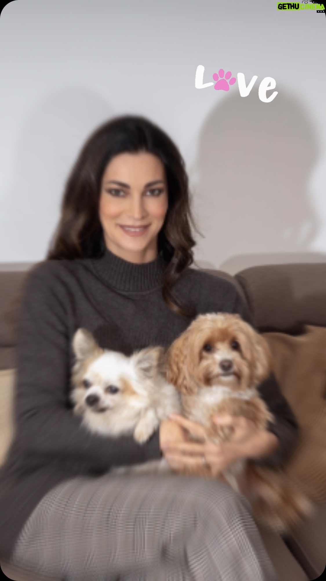 Manuela Arcuri - 2.7K Likes - Come si fa a vivere senza un animaletto al proprio fianco? Questi occhi così dolci, espressivi, che chiedono solo amore. Gli animali sono creature meravigliose, divine, dall’animo puro, non conoscono la cattiveria e vivono nella fedeltà!! Oggi voglio presentarvi la mia famiglia a 4 zampe;
Romeo: chiwawa (a pelo lungo)
Trilli: maltipoo
Alien: geco leopardino
Wendy: criceto
#amoreperglianimali #rispettopertuttiglianimali #dogs #criceto #gecoleopardino #manuelaarcuri_official #manuelaarcuri #noallabbandono @domenicovisonehairstylist @giorgiadellavalle_ @piergiorgiopirrone