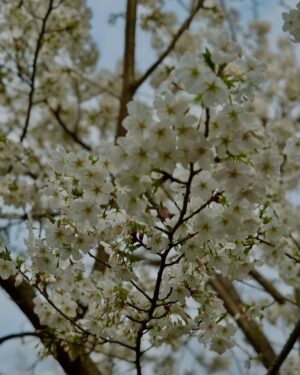 Sae Kanzaki Instagram - 新生児期だった昨年の今ごろ。
来年は一緒に桜みようね〜って話しかけてたので早速🏃‍♂️

やっと(あっという間)1年！一緒にお花見できる！
着く頃には寝ちゃった坊ちゃんだけど…🙂‍↕️🌸

みんなのところは何分咲きですか？🌸🫧🍡🍒

髪型も春模様に。
@taisei_kadota さんありがとうございます(✌︎˙˘˙✌︎)

#お花見#赤ちゃんのいる生活#子連れでお出かけ#sakura