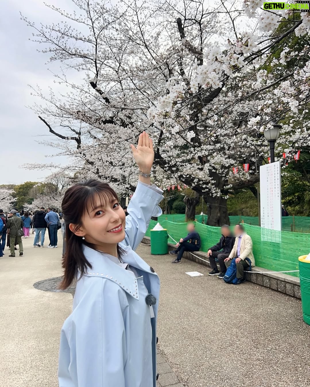Saeko Kamimura - 8.9K Likes - .
.
昨日の放送で、Nスタを卒業しました。
様々なニュースをお伝えしたりプレゼンをしたりするなかで、『すたすた中継』のコーナーが始まり、話題のスポットから生中継も担当。最後の出演日は、ホランさんのゆかりの地 渋谷区の桜ヶ丘のさくらの様子をお届けしました。
2021年6月から約4年Nスタを担当し、桜に関するトピックや中継も何度も取り上げたことを思い出し、長く番組に関わらせてもらえたことを幸せに思いながら、しみじみと感謝の気持ちに浸りました🌸🌸
スタジオで出演者のみなさんと写真が撮れなかったので、送別会のデータをもらってからまた後日更新したいと思います!
ひとまず、Nスタで中継にいった写真を掘り起こしてみました。今までご覧いただき本当にありがとうございました😊
#Nスタ