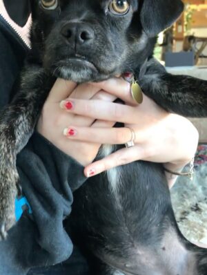 Sarah Hay Instagram - 💋🐕‍🦺🐾🌭🥹