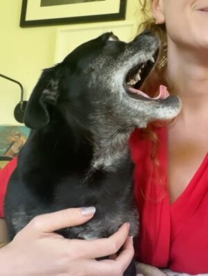 Sarah Hay Instagram - 💋🐕‍🦺🐾🌭🥹