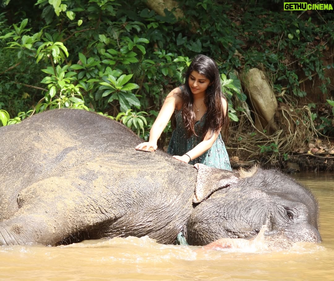 Sharanya - 38.6K Likes - A day with poooja 🐘❤️
Pc @sharanshetty8088
#pooja #elephant #sharanyashetty #srilanka #travel #sharanya #cutelilelephant #🇱🇰 #vacation #staycation #india #travellor