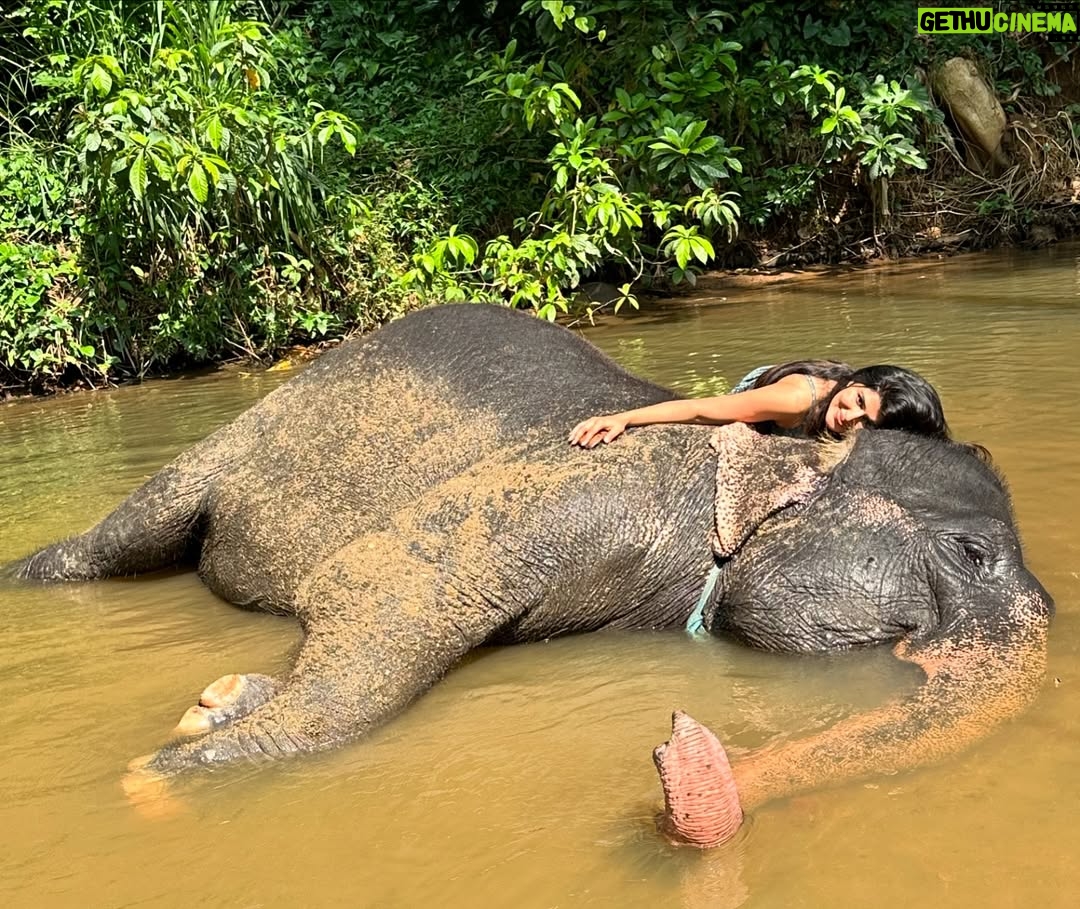 Sharanya - 38.6K Likes - A day with poooja 🐘❤️
Pc @sharanshetty8088
#pooja #elephant #sharanyashetty #srilanka #travel #sharanya #cutelilelephant #🇱🇰 #vacation #staycation #india #travellor