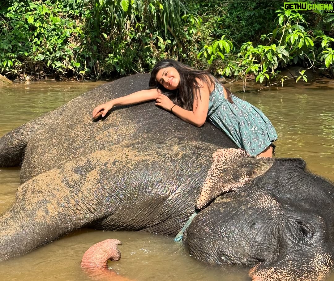 Sharanya - 38.6K Likes - A day with poooja 🐘❤️
Pc @sharanshetty8088
#pooja #elephant #sharanyashetty #srilanka #travel #sharanya #cutelilelephant #🇱🇰 #vacation #staycation #india #travellor