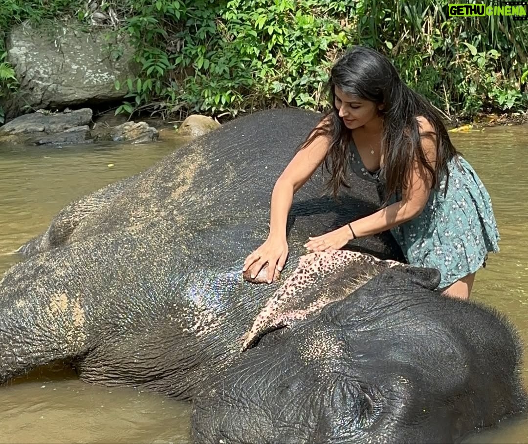 Sharanya - 38.6K Likes - A day with poooja 🐘❤️
Pc @sharanshetty8088
#pooja #elephant #sharanyashetty #srilanka #travel #sharanya #cutelilelephant #🇱🇰 #vacation #staycation #india #travellor
