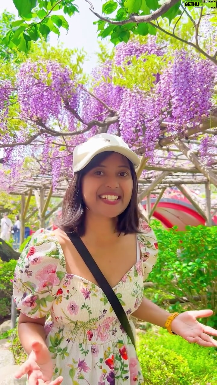 Shwetha Aradhya - 8.2K Likes - ą²ą²Ŗą²¾ą²Øą²²ą³ą²²ą²æ ą²ą²·ą³ą²ą³ ą²ą²ą²¦ą²¦ ą²µą²æą²øą³ą²ą³ą²°ą²æą²Æą²¾ ą²Øą³ą²”ಿ ą²øą³ą²¤ą³ą²¦ą³š
Wisteria flowers at Kameido Tenjin Shrine, Tokyoā©ļø
.
.
.
As spring graces Japan, the wisteria flowers at Kameido Tenjin Shrine bloom like a fairytale. Cascading purple blossoms sway gently above the pond, their reflections painting a picture of serenity and elegance. Walking under these floral curtains feels like stepping into a dream.
#wisteria #springjapan #kannadareels #kannadasongs #kannadatiinjapan #loveflowers #japantravel #wisteriaflowers #aesthetics
