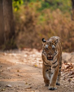 Sri Sudha Bhimireddy Instagram - Memories from my last trip with  @baghvillas from #kanha @kanha_tr_official …  A 5 star experience I had in this trip.. specifically I have to mention about the forest of kanha tiger reserve… well maintained by the #forestdelartment of @kanha_tr_official @mptfs.official ….❤️❤️🐅🐅❤️❤️..
Special  note about my stay…well executed staff and well trained and knowledgeable naturalists @sheikh__ibrahim99 ..