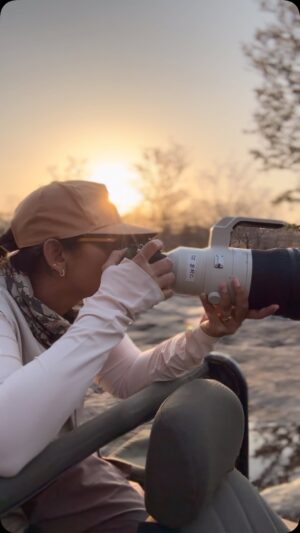 Sri Sudha Bhimireddy Instagram - It took me,, 4 trips ,20 safaris to see this beautiful tigress P-652 from @pannatiger_reserve of madhyapradesh  @mptourism is at its best in protecting wildlife…

Presently this tigress is having very young cubs …
Wishing to capture them soon🐅🐅🐅🐯🐯🐯

My special thanks 🙏🏼 to the guide @maheshpdomre and driver Pappu (pavan).