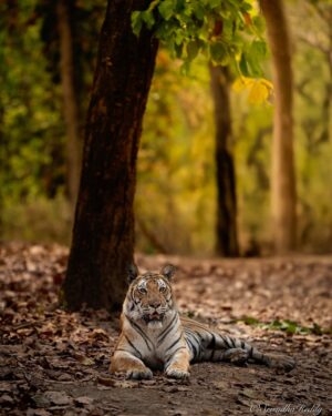 Sri Sudha Bhimireddy Instagram - Memories from my last trip with  @baghvillas from #kanha @kanha_tr_official …  A 5 star experience I had in this trip.. specifically I have to mention about the forest of kanha tiger reserve… well maintained by the #forestdelartment of @kanha_tr_official @mptfs.official ….❤️❤️🐅🐅❤️❤️..
Special  note about my stay…well executed staff and well trained and knowledgeable naturalists @sheikh__ibrahim99 ..