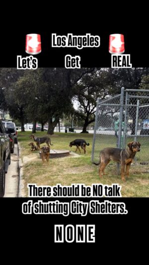 Tamara Braun Instagram - AN OPEN MESSAGE TO LA’s MAYOR: IT STARTED WITH AN URGENT EARLY MORNING CALL TO OUR VOICEMAIL. A witness saw a “human” pull SIX big dogs from his car and ABANDON them in a grassy area. No fencing. Loose. Terrified. And they took off. Some FAST response - so proud of this Team @therealbark - and they were first on the scene. Before the cops. Before the shelter. But they all - public & officers - worked carefully in tandem to secure five, But the youngest of these related dogs, took off in fear toward the mountains. Cut to SEVEN HOURS later and she was JUST CAUGHT. She returned looking for her family. So now that they are all arrived at the shelter THIS IS ONLY THE BEGINNING. No Happy Ending Set. They are beautiful, and gentle, but Will They Make It Out Alive? Who Knows….but we knew they deserve a chance. Not killed by cars or coyotes. So We Did Our Part…and now we want to send THIS PLEA to the desk of Karen Bass, LA City Mayor & her staff:
The City has NO BUSINESS even contemplating shutting any City Shelters. Instead of budget cuts, why don’t you actually support LAAS and send more people into the field? Go after those BackYard Breeders, Craigslist Sellers, real time Violators, people ignoring the Spay/Neuter Laws… and fine the hell out of them. The hands-off “walk away” approach is NOT working. Yes we realize the United States is divided - and the world and its markets are in crisis. But Do Not Attempt to undo the work we many have done for YEARS in this city, by cutting jobs…as well as the very LIFELINE for so many animals here in LA, FAILED by crappy humans and shitty choices. 
DO BETTER. We see you, @mayorofla - and our other elected officials…and we are waiting for you to DO BETTER. 

PLEASE SHARE & TAG. 
Love Flowing: Carla, Mavis, Jackie, Aaron, Julia, entire TRB Team, Mike, the many Officers from LA City & Animal Services.