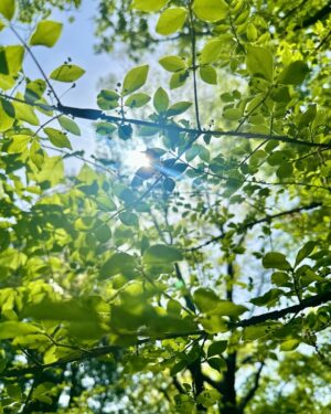 Tomoka Kurokawa Instagram - ♡
公園に行ってきました🍃
日陰にいると木漏れ日が心地良かったです🌳✨☀️
▫️
#新緑 の時期ですが #気温高め 
#体調お気をつけて 😌