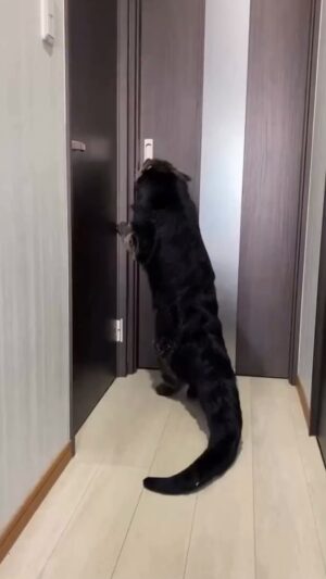 Tonto Dikeh Instagram - What Animal is this??

#explore