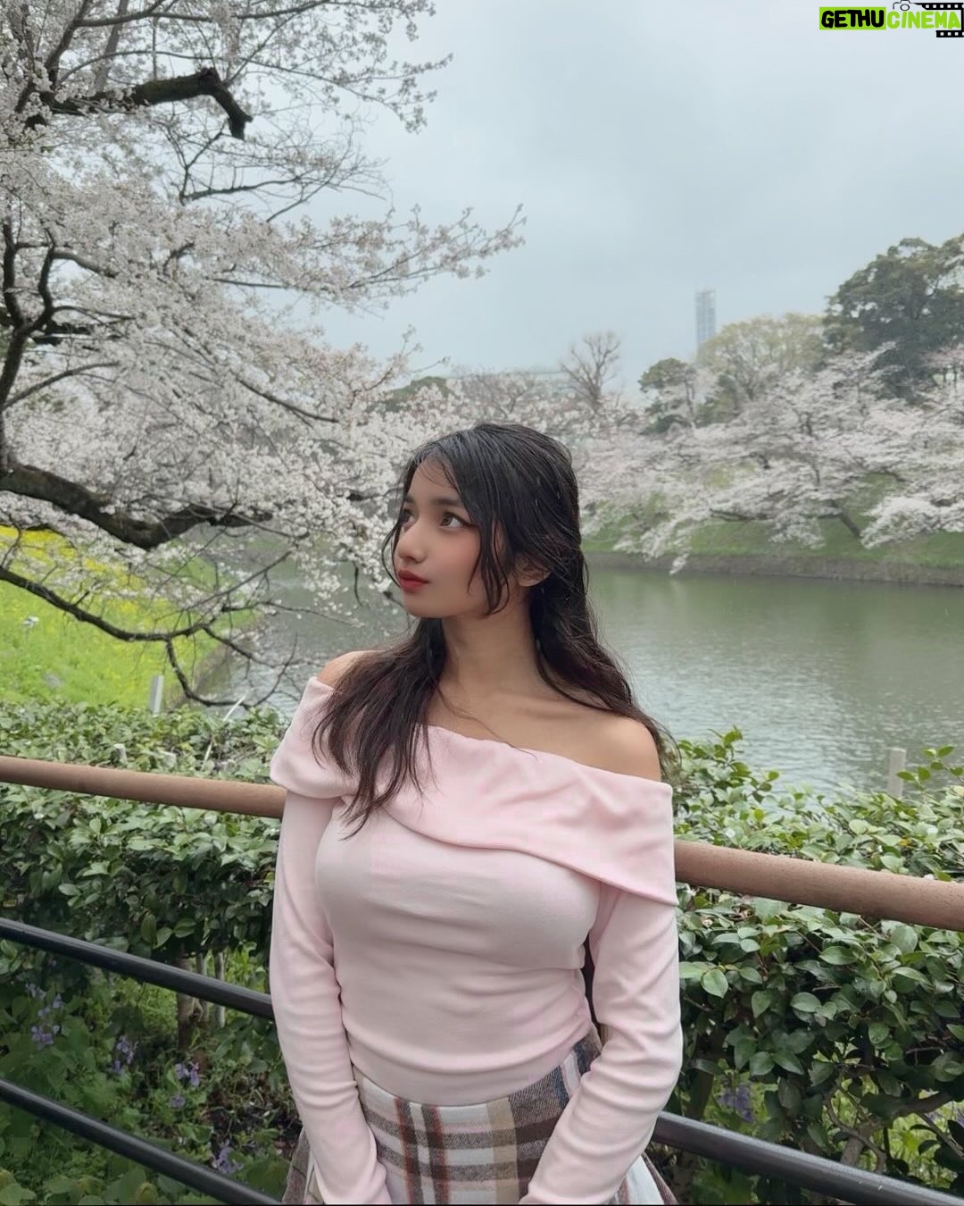 uwudracu - 8.1K Likes - Sakuras & Kobe Beef to rmb my april 💞