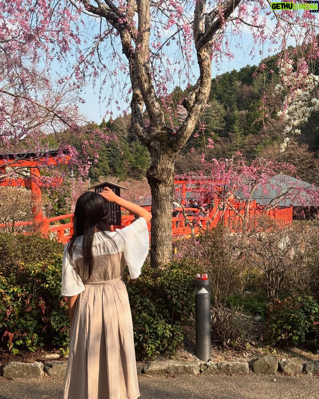 uwudracu - 8.1K Likes - Sakuras & Kobe Beef to rmb my april 💞