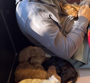 Amalia Granata Instagram - El Día Nacional del Perro se conmemora el 2 de junio de cada año en la Argentina, con el objetivo de destacar el rol de estas mascotas que, en muchos casos, son considerados un miembro más de la familia.🐾🐶🐾